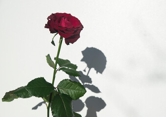 pojedyncza róża z cieniem na ścianie w promieniach słońca z miejscem na tekst