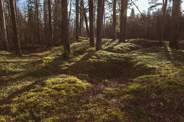 uneven forest ground with 
 old excavations.