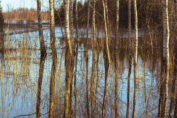 reflection of birch trees in flood water covered forest. Latvia woods overflown in spring