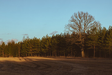 one large oak tree near pine tree forest in sunset light, agricultural field nearby forest