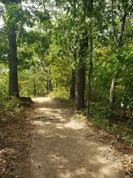 Forest Path