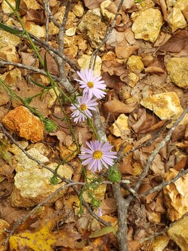 Little Purple Flowers