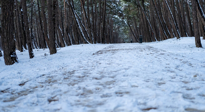 Beautiful wallpaper for winter. Lovely photo of a forest with trees and the snow everywhere. Great landscape