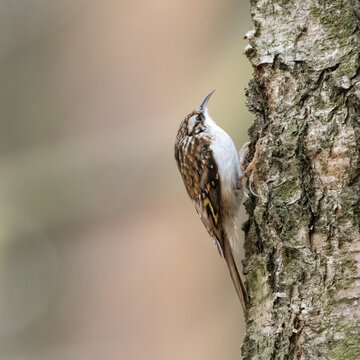 Eurasian treecreeper or common treecreeper (Certhia familiaris) climbing a tree, North Norfolk, UK