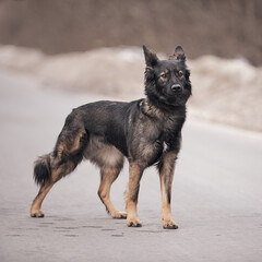 A puppy of a shepherd dog in nature stands on the road