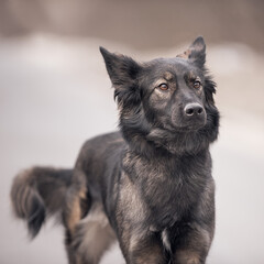 A puppy of a shepherd dog in nature stands on the road