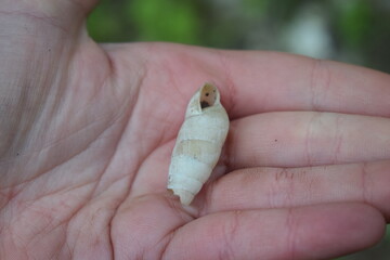 White shell of a snail of the Enidae family, held in hand
