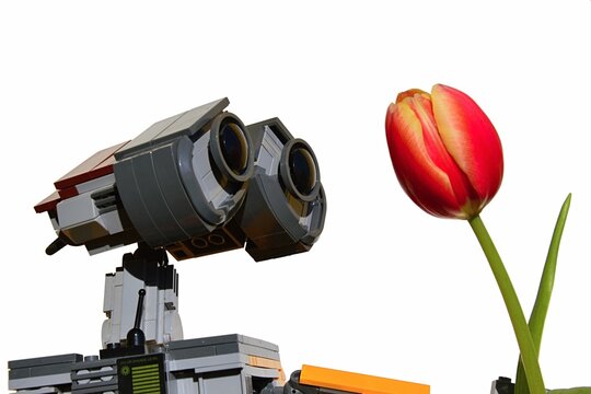 LEGO Wall-E Robot model from Disney Pixar movie is adoring beautiful spring yellow to orange tulip flower, white background. 