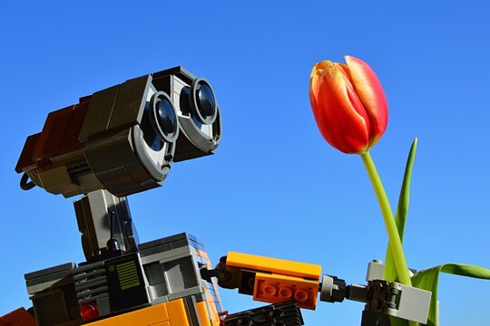 LEGO Wall-E robot model from Disney Pixar movie of the same name, examining yellow to orange tulip flower in his left arm, clear blue skies in background.