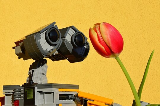 LEGO Wall-E robot model from disney pixar movie is closely looking at fresh yellow to orange coloured spring tulip flower, yellow wall in background. 