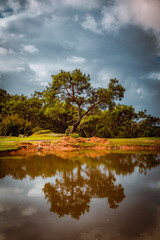 landscape with lake