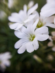 Macro of a few small white flowers