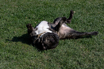 french bulldog boy playing on moved lawn in funny position laying on back