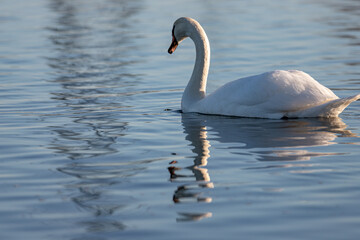 A mute swan Cygnus olor swimming on a blue lake in Winter. The swan is in threat posture, driving off last years young from the lake