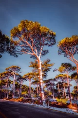 Abwaschbare Fototapete Blaue Jeans Herbstlandschaft mit Bäumen