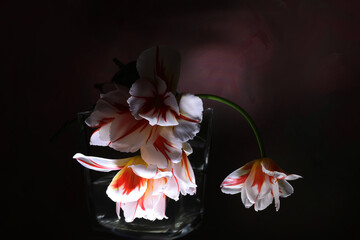 Tulipani in primo piano; fiori di colore bianco, rosso e arancio screziato