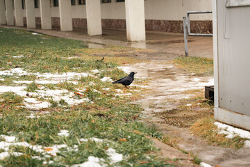 Black raven on the white snowy field green grass under snow