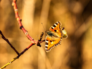Fototapeta premium OLYMPUS DIGITAL CAMERA
