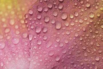 Many drops of water on the petals of a pink orchid