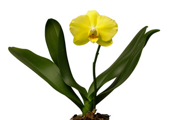 Yellow orchid flower bloomed with backdrop isolated