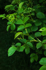 Natural green background with young bright rosehip leaves