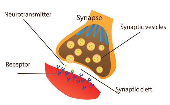 At a synapse, neurotransmitters are released by the axon terminal. They bind with receptors on the other cell.