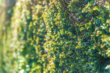 Natural green fence bush. selective focus.