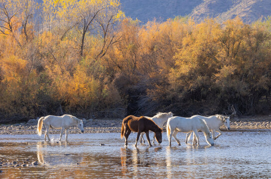 Wild Horses in the Salt River in the Arizona Desert © natureguy
