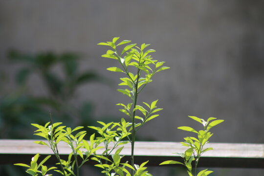A small tree is growing in a tob in the roof top that is very beautiful scenery.