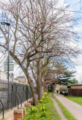 London, United Kingdom, 12 March 2022: Walking trail in the with spring flowers, West Ham Park, London
