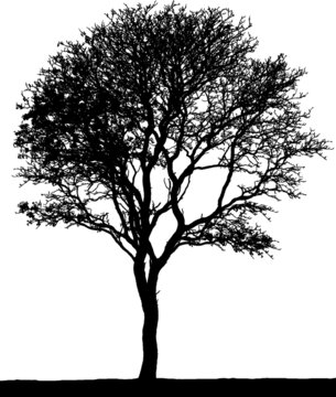 Black vector image of a silhouette of a small tree in winter, isolated on a white background.
