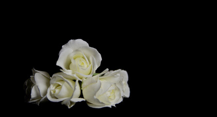 Beautiful White roses on dark background. Funeral flowers against black background with copy space. Funeral symbol. Mood and Condolence card concept.