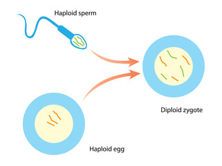 Diploid cells carry chromosomes from two parents. A diploid cell contains two versions of each chromosome, one contributed by the haploid egg of the mother, the other by the haploid sperm of father