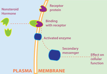 A non-steroid hormone binds with a receptor on the plasma membrane of a target cell. Then, a secondary messenger affects cell processes.