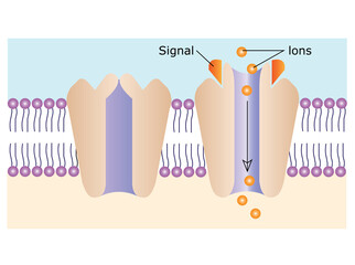 Cell surface receptors. Chemically gated ion channels are multipass transmembrane proteins that form a pore in the cell membrane. This pore is opened or closed by chemical signals.