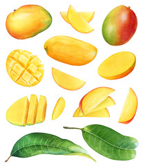 Watercolor collection of the mango fruits and fruit parts