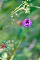 france crémieu optevoz val d'amby isére orchis militaire