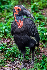 Southern ground hornbill female on the grond. Latin name - Bucorvus leadbeateri
