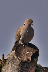 a single pigeon sits on a sawed off tree - obrazy, fototapety, plakaty