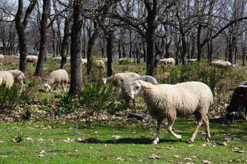 Obraz na płótnie Canvas Flock of sheep ready to shear and give milk. Extensive and sustainable livestock. Selective focus.