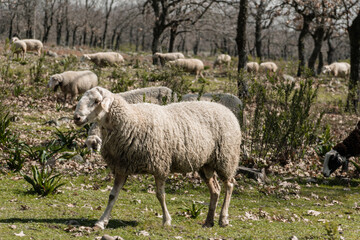 Flock of sheep ready to shear and give milk. Extensive and sustainable livestock. Selective focus.