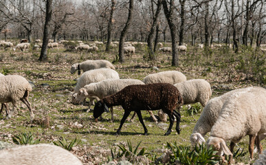 Fototapeta premium Flock of sheep ready to shear and give milk. Extensive and sustainable livestock. Selective focus.