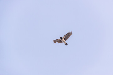 A bird with a sick wing in flight.