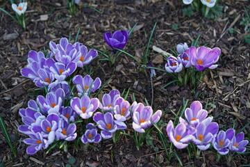 lila crocus im garten, viele lila blumen