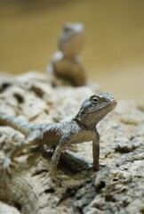 Two cute toad-headed agamas as pets (Phrynocephalus mystaceus) 
