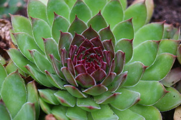 Sempervivum Ginger Nut succulent cactus rojnik