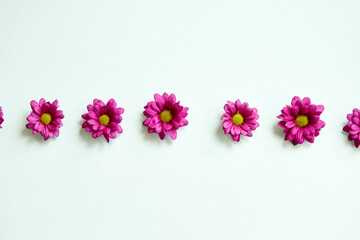 Minimal creative shot of Daisy bright pink isolated on white background. Flowers Close-up. For...