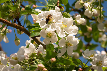 Blooming apple tree. Spring flowers on the bushes.