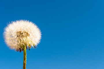 White dandelion in spring against the blue sky.