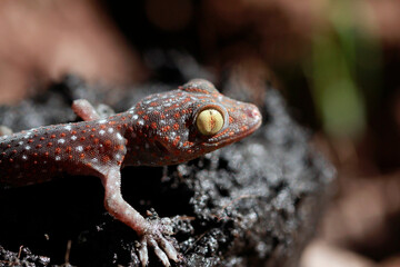 macro shot  of the eye of  a Tokay Gecko (Gecko gecko).